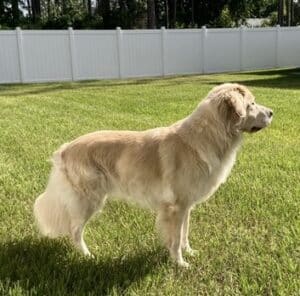 This yellow golden is standing in a grassy yard looking away from the camera off to the side.