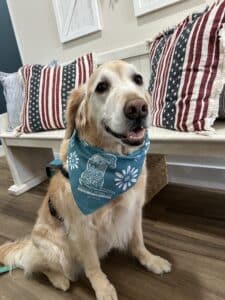 Madison, a Hearts of Gold therapy dog, sitting, wearing his GRRMF scarf.