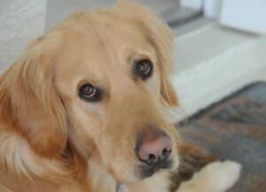 Hunter, a golden, sad full face, has gone to the Rainbow Bridge.