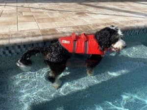 Doodle curly dog standing on the first step in a pool wearing a red life jacket.