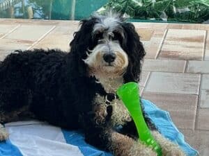 Doodle curly dog on a blue beach towel with a green rubber toy held between his paws.