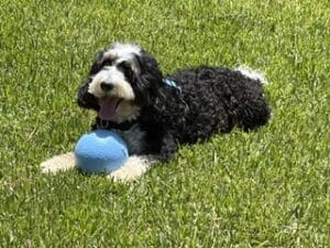 Doodle with curly black white tan dog lying on green grass with a blue ball between its paws, tongue out and happy.