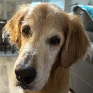 Golden retriever close up, headshot.