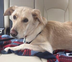 Luna Jalea #4495 - Golden Retriever Rescue of Mid Florida