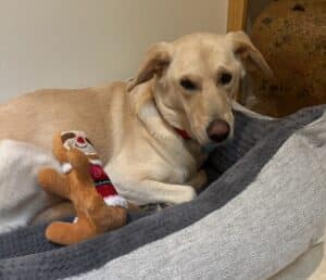Luna, a golden blend, with her stuffed toy, in her bed.