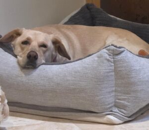 Golden blend laying in her bed.