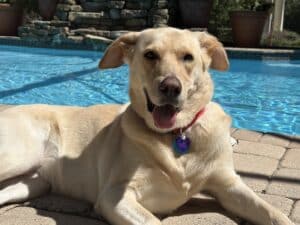 Light colored dog laying by a pool smiling at the camera happily.