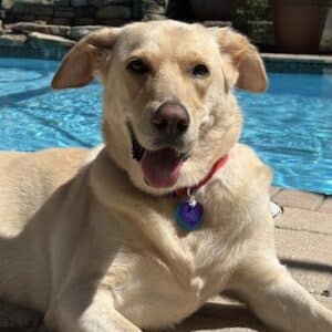 Light colored dog laying by a pool smiling at the camera happily.