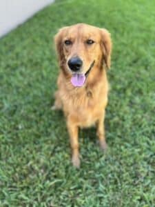 Medium colored golden retriever sitting in grass with tongue out and looking happily at the camera.
