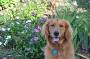 Medium colored golden retriever sitting in grass with tongue out and looking happily at the camera.
