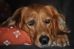Medium colored golden retriever laying on an orange pillow/