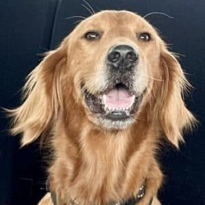 Light colored dog sits in the back seat of a car with tongue out and ears flapping back