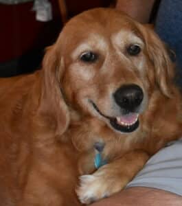 Golden retriever resting head and paw on person’s arm. Light golden retriever in a close, intimate moment, head and paw resting gently on a person’s arm, mouth slightly open in a relaxed expression.