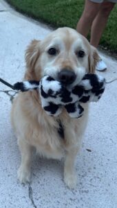 Golden retriever holding plush toy outdoors. Golden retriever sitting on a light concrete surface holding a black and white plush toy.
