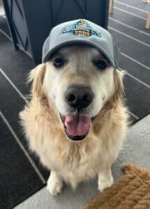 Golden retriever wearing gray baseball cap. Golden retriever sitting indoors wearing a gray “VARSITY 2021 HVAC” cap, mouth open and tongue out.