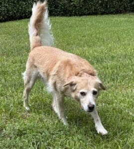 Tan dog walking on green lawn. Medium tan dog with white markings moving forward across a green lawn.