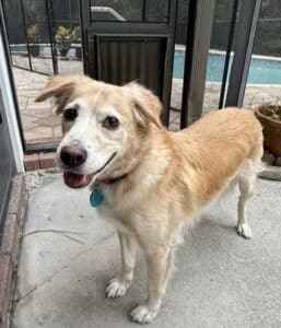 Tan and white dog on screened patio by pool. Dog standing on a concrete patio inside a screened enclosure.