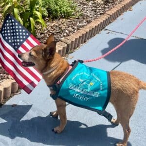 Small mixed-breed dog wearing a Hearts of Gold therapy vest while standing beside an American flag outdoors, part of the Hearts of Gold therapy team.