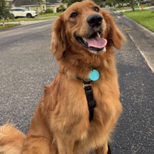 Reddish brown dog standing on road smiling at camera