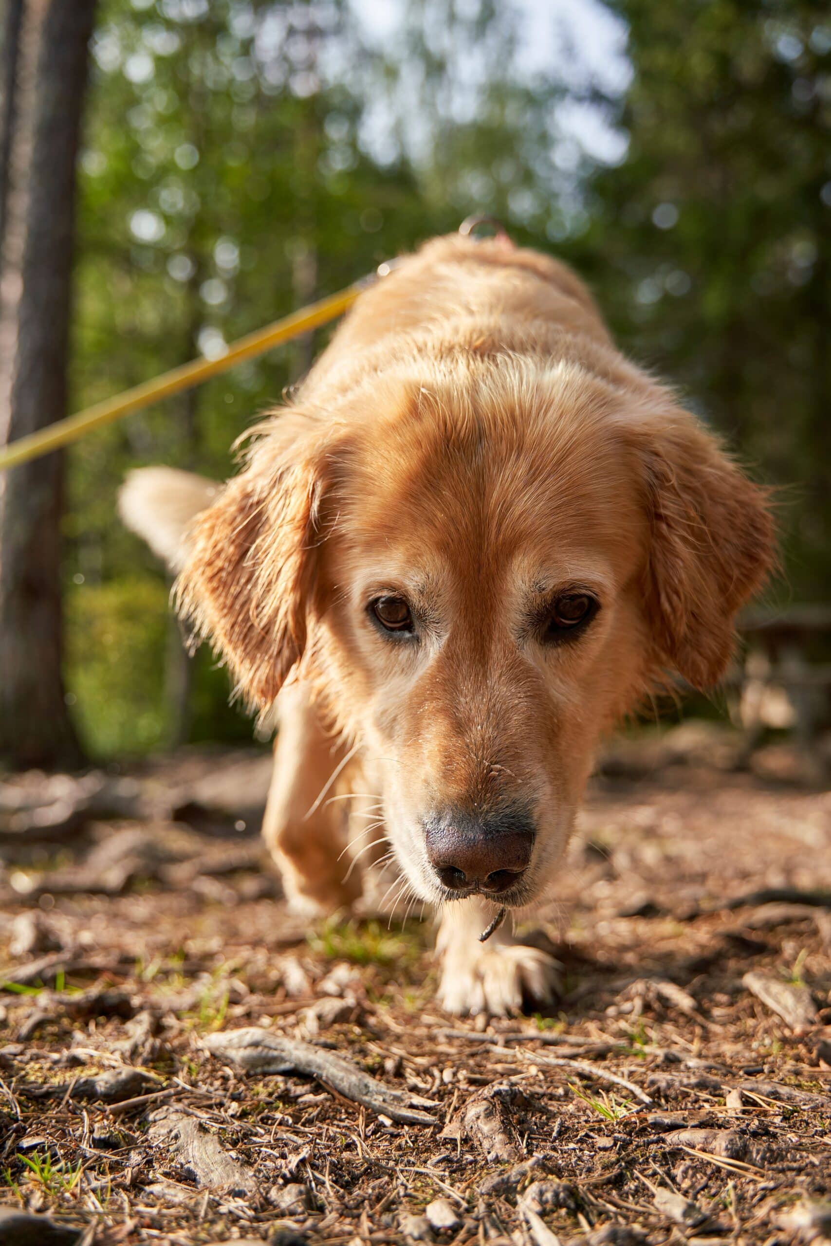 A Golden Retriever walks along a forest trail in soft, filtered sunlight, looking down as it explores the path. The close, low-angle view highlights the dog’s gentle expression and golden fur, with trees and warm light creating a peaceful, natural backdrop.