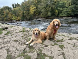 Angus & Mungo, 2 golden retrievers, sitting by a stream.