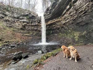 Angus & Mungo, 2 golden retrievers, sitting by a waterfall.
