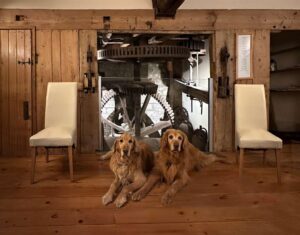 Angus & Mungo, 2 golden retrievers, sitting by mill gears, in the house.