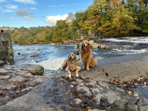 Angus & Mungo, 2 golden retrievers, sitting by some rapids.