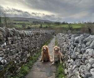 Angus & Mungo, 2 golden retrievers, sitting between 2 stone walls on a walkway.