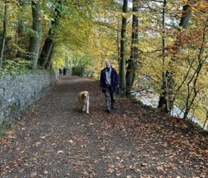 A golden retriever walking in the woods with a person. Angus and Mungo out on an adventure.
