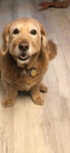 A light colored dog looking happily at the camera.