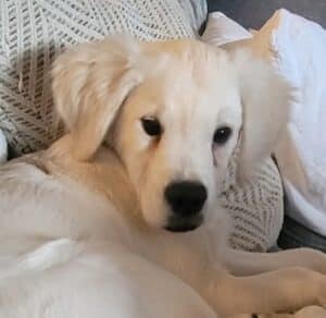 Headshot image of River Jalea, a white retriever puppy who is looking towards the camera with their sweet eyes and fluffy, floppy ears.