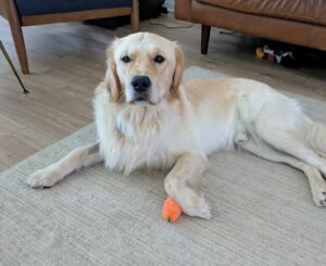 Light colored golden laying on a tan rug with an orange carrot toy under their front paw.