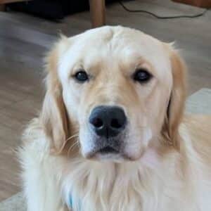 Headshot of light colored Golden looking towards the camera.