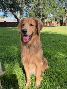 Golden retriever sitting on grass outdoors. Golden retriever sitting on grass with its tongue out.
