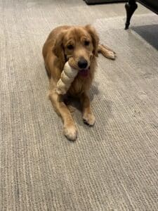Golden retriever with rawhide bone on carpet