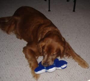 Golden‑brown dog with blue and white plush toy