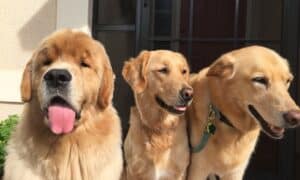 Three golden colored dogs sitting and standing close together.