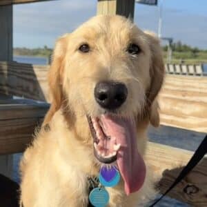 Dog with mouth open looking at camera with tongue out