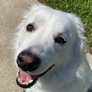 Head shot of retriever with mouth open and big eyes.