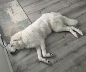 Sleeping retriever laying on side, full body pose.