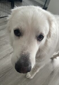 Head shot of big eyed retriever looking directly at camera.