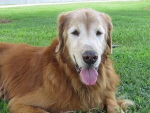 Senior retriever with ears flatten to head and tongue out.