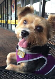 Head shot of dog with big eyes, wearing vest in front of stores.