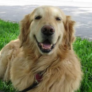 Full head shot of retriever with lots fur, mouth open and eyes squinting.