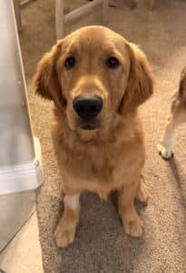 Golden retriever sitting on carpet, looking at camera.