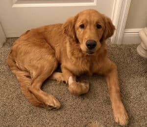 Golden retriever resting on carpet near doorway.