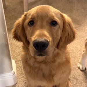 Golden retriever sitting on carpet, looking at camera. Headshot.