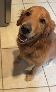 Golden retriever sitting on tiled floor looking up.