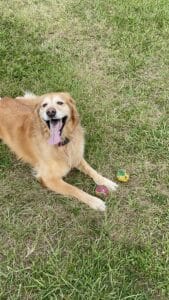 Light-colored golden retriever lying on grass with mouth open and tongue visible, with two toy balls nearby.